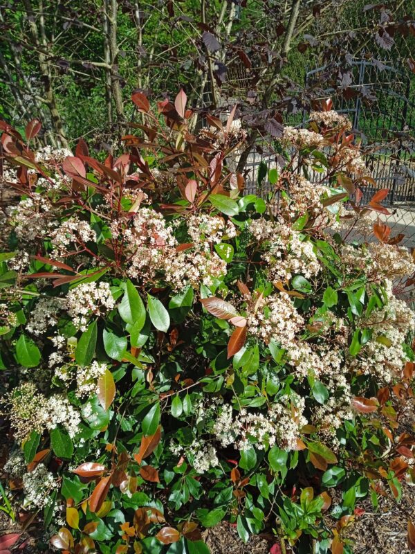 PHOTINIA x fraseri 'Red Robin' – Image 13