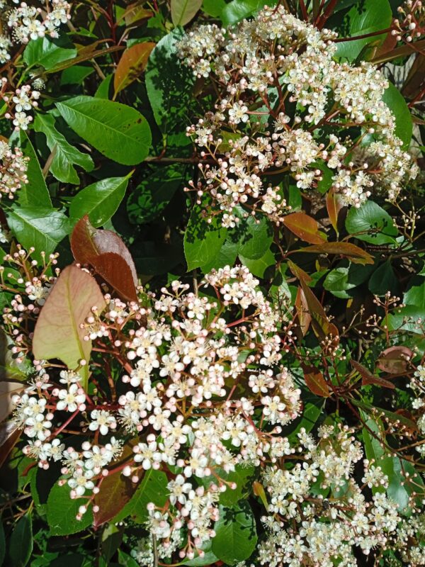 PHOTINIA x fraseri 'Red Robin' – Image 12
