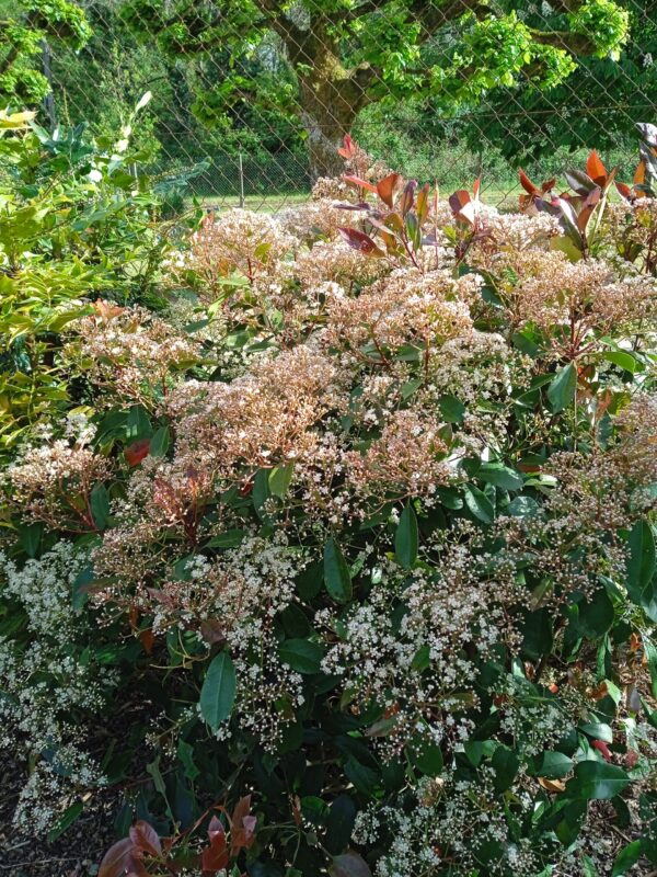 PHOTINIA x fraseri 'Red Robin' – Image 11