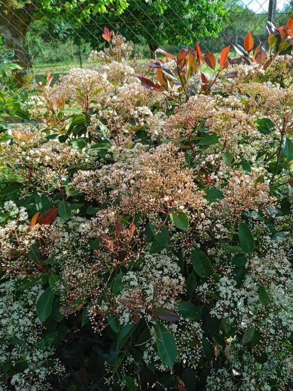 PHOTINIA x fraseri 'Red Robin' – Image 10