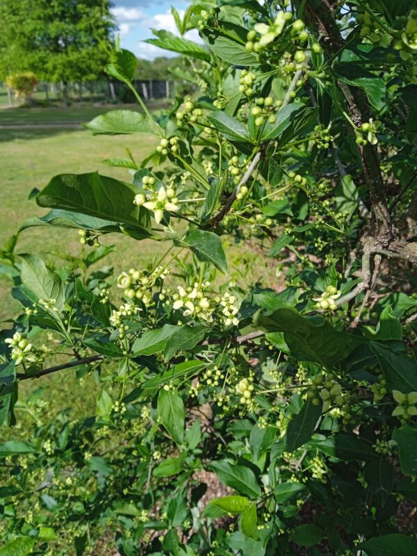 EUONYMUS europaeus  (Fusain d'Europe / bonnets d'évêques) – Image 5
