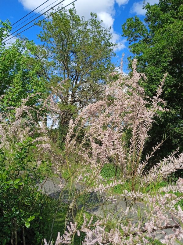 TAMARIX tetrandra (= africana)  (Tamaris de Printemps) – Image 4