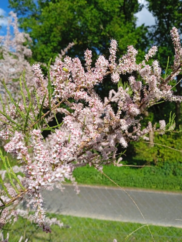 TAMARIX tetrandra (= africana)  (Tamaris de Printemps) – Image 6