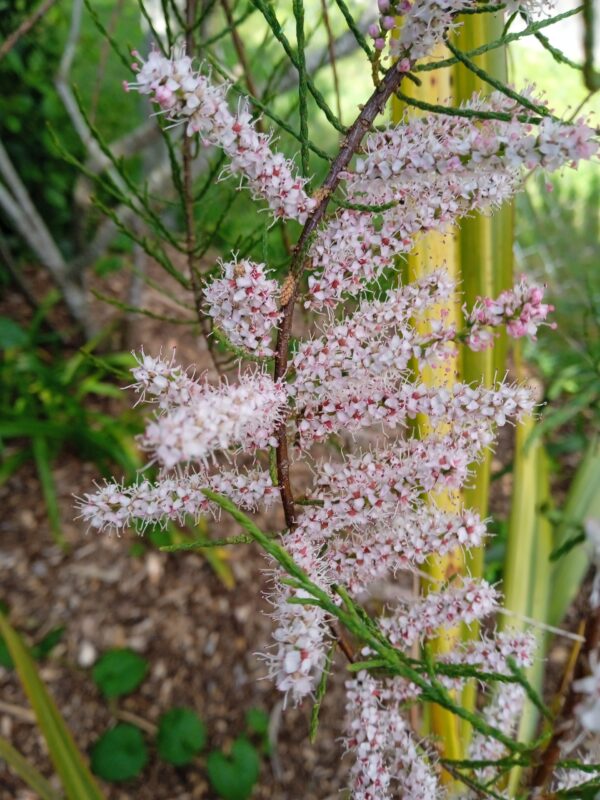 TAMARIX tetrandra (= africana)  (Tamaris de Printemps) – Image 5