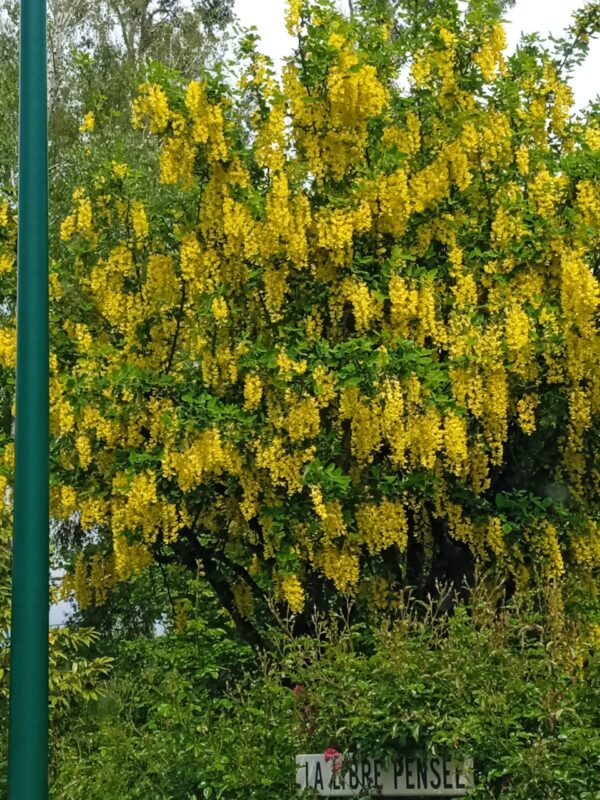LABURNUM X watereri  'Vossii'  (Cytise) – Image 7