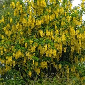 LABURNUM X watereri  'Vossii'  (Cytise)