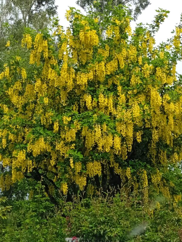 LABURNUM X watereri  'Vossii'  (Cytise)