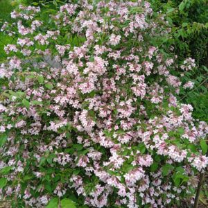 KOLKWITZIA amabilis  'Pink cloud'