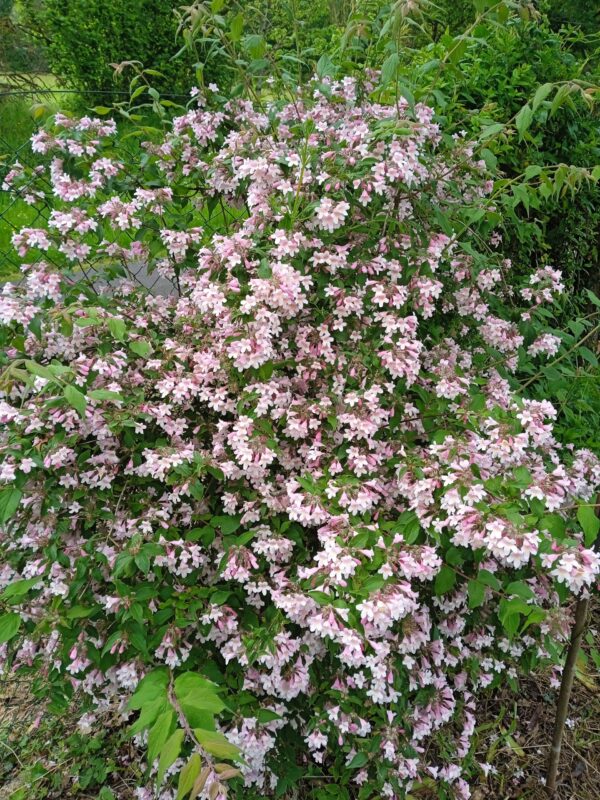 KOLKWITZIA amabilis  'Pink cloud'