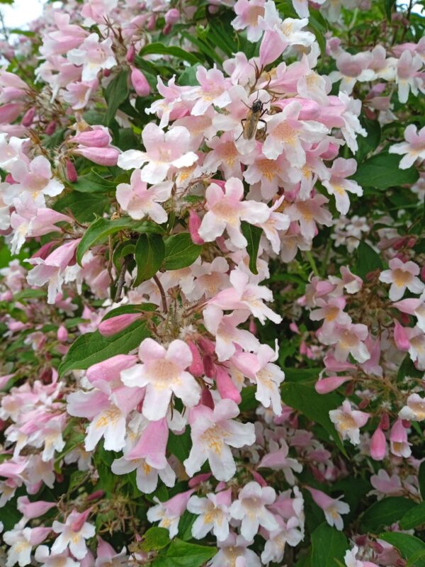 KOLKWITZIA amabilis  'Pink cloud' – Image 3