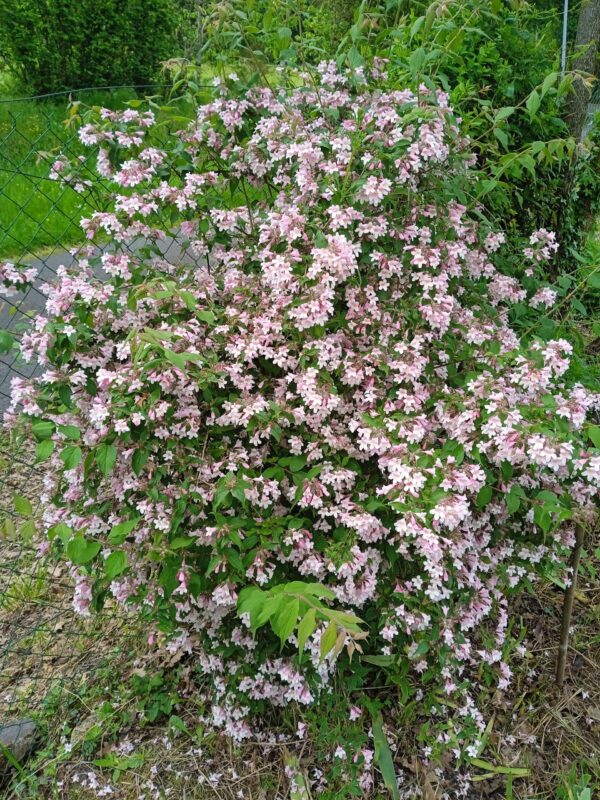 KOLKWITZIA amabilis  'Pink cloud' – Image 5