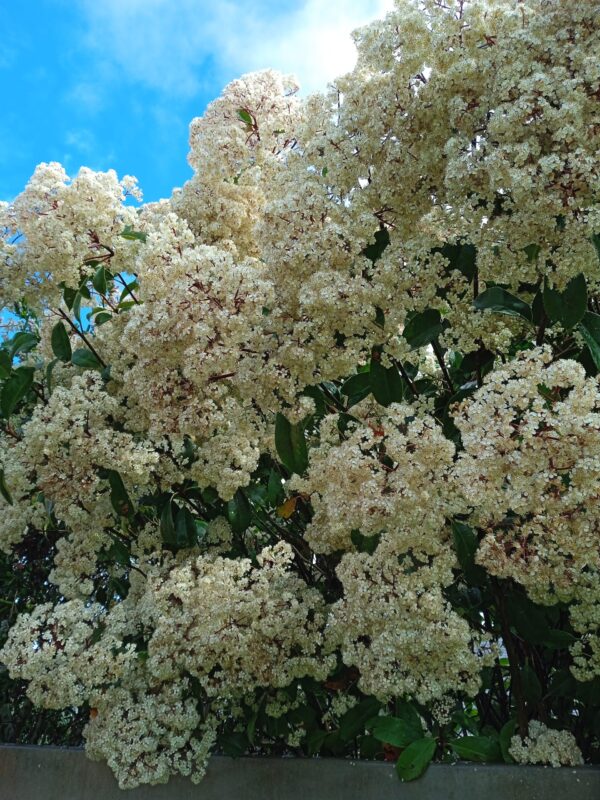 PHOTINIA x fraseri 'Red Robin' – Image 14