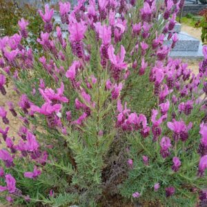 LAVANDULA angustifolia  (Lavande) (Bleu, Rose, Blanc, Papillon)