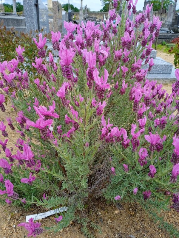 LAVANDULA angustifolia  (Lavande) (Bleu, Rose, Blanc, Papillon)