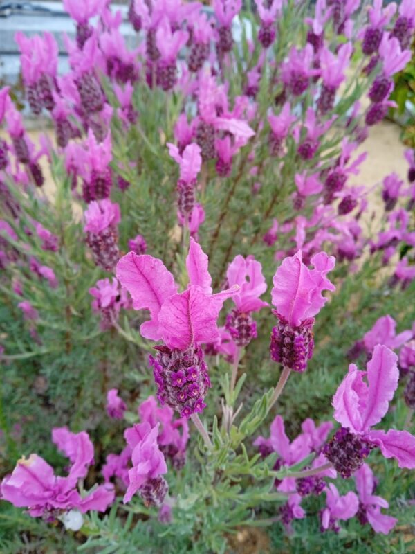 LAVANDULA angustifolia  (Lavande) (Bleu, Rose, Blanc, Papillon) – Image 5