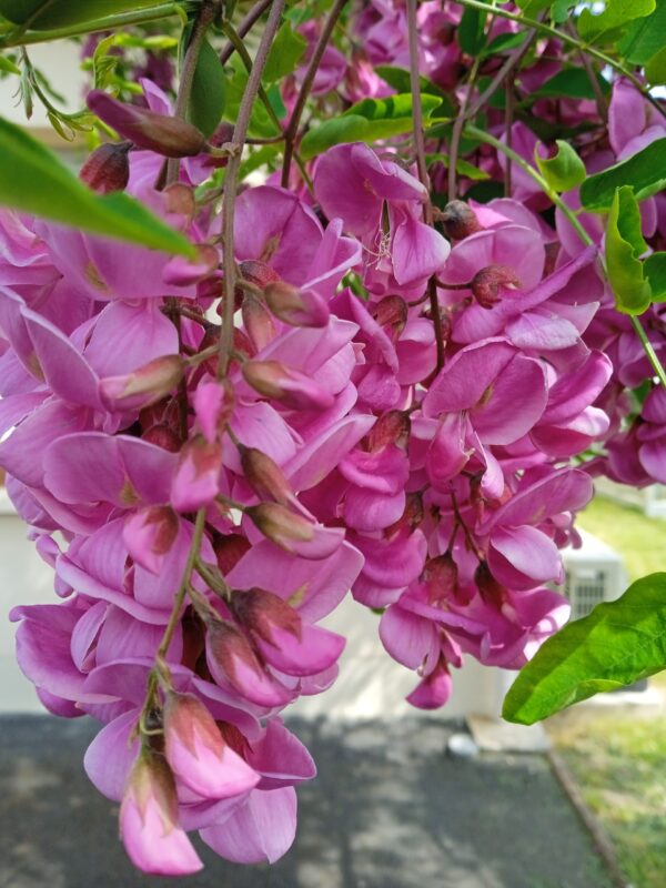 ROBINIA pseudoacacia 'Casque rouge' (Robinier rouge) – Image 4