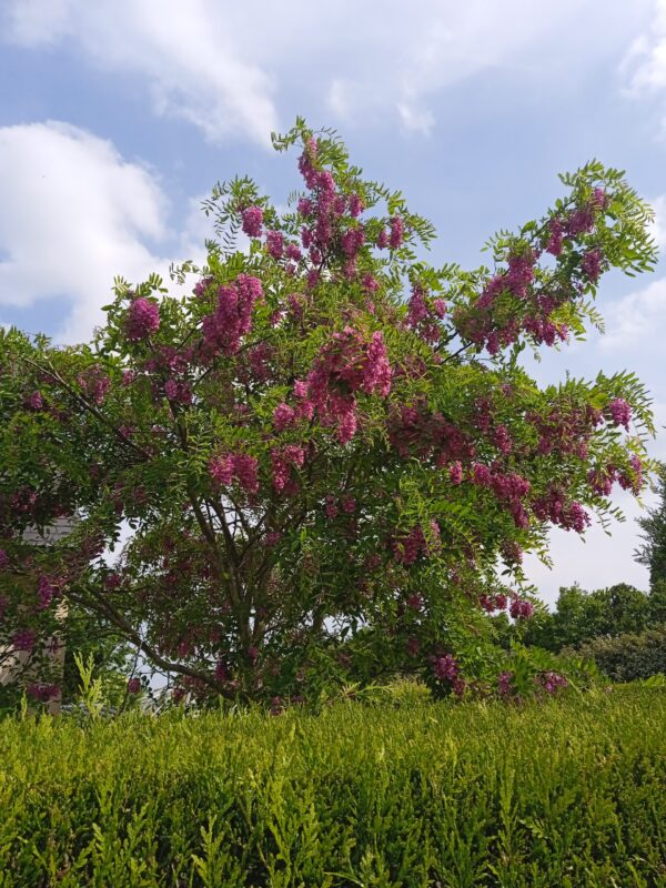 ROBINIA pseudoacacia 'Casque rouge' (Robinier rouge) – Image 5