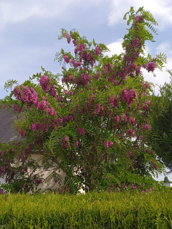ROBINIA pseudoacacia 'Casque rouge' (Robinier rouge) – Image 2