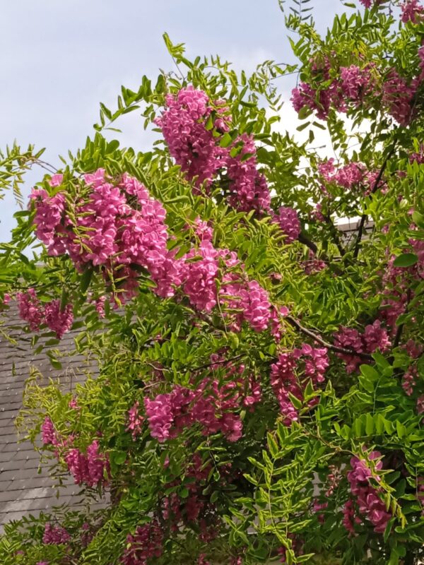 ROBINIA pseudoacacia 'Casque rouge' (Robinier rouge)