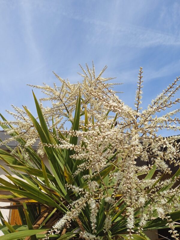 CORDYLINE indivisa – Image 8