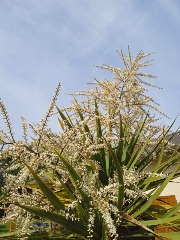 CORDYLINE indivisa – Image 7