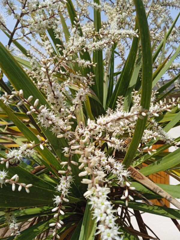 CORDYLINE indivisa – Image 6