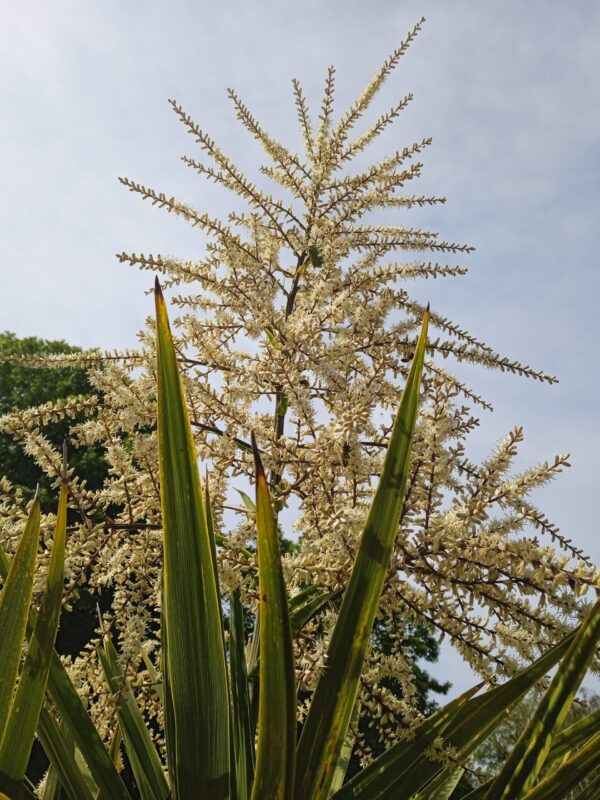 CORDYLINE indivisa – Image 5