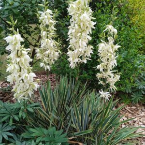 YUCCA filamentosa  'Bright edge'  (Yucca nain panaché)