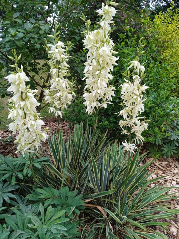 YUCCA filamentosa  'Bright edge'  (Yucca nain panaché)