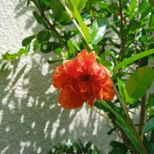 PUNICA granatum 'Pleniflora'  (Grenadier)