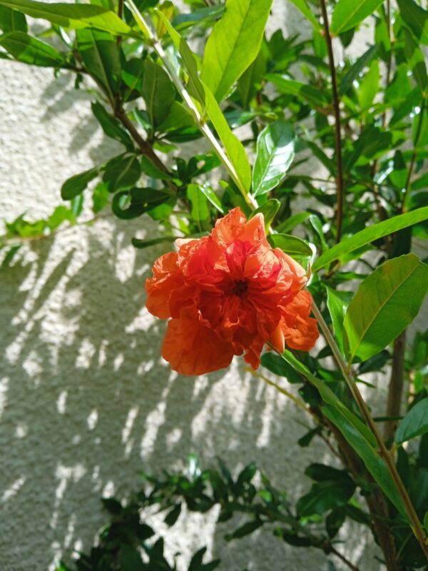 PUNICA granatum 'Pleniflora'  (Grenadier)