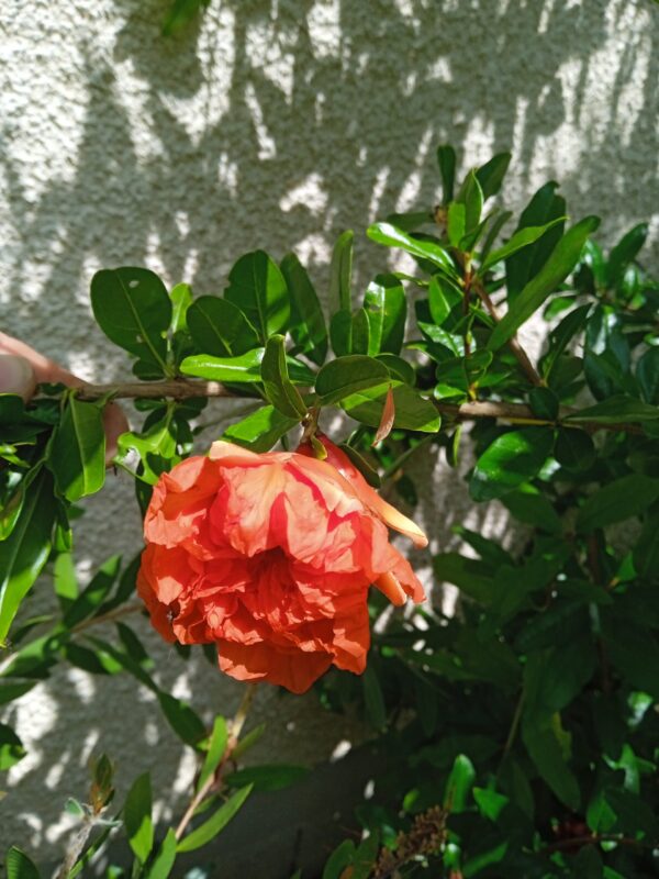 PUNICA granatum 'Pleniflora'  (Grenadier) – Image 2