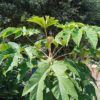 TETRAPANAX papyrifera – Image 4