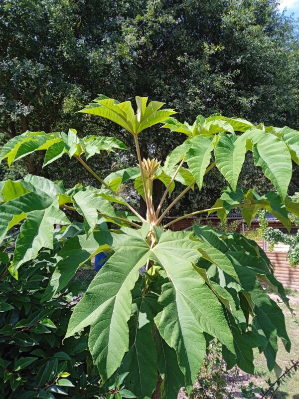 TETRAPANAX papyrifera – Image 4