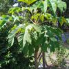 TETRAPANAX papyrifera