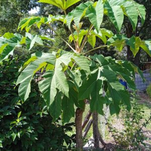 TETRAPANAX papyrifera