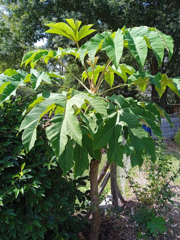 TETRAPANAX papyrifera