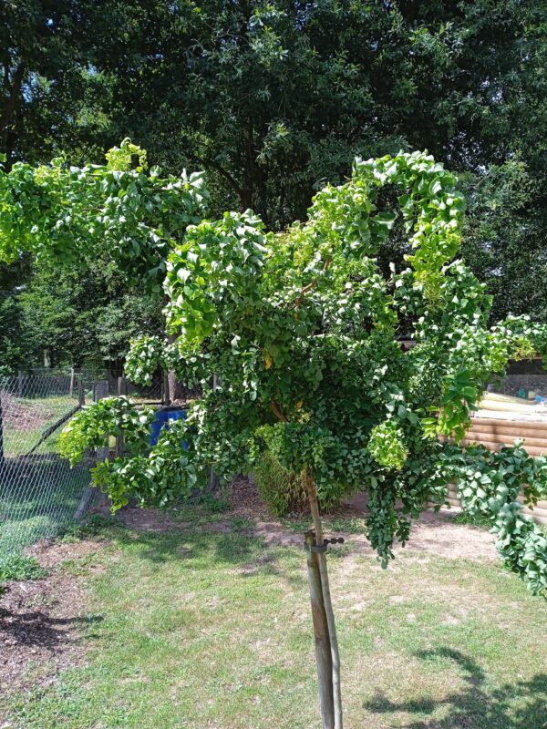 ROBINIA pseudoacacia 'Twisty baby'  (Robinier nain frisé) – Image 2