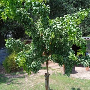 ROBINIA pseudoacacia 'Twisty baby'  (Robinier nain frisé)
