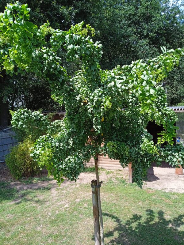 ROBINIA pseudoacacia 'Twisty baby'  (Robinier nain frisé)