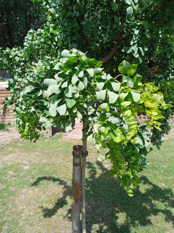 ROBINIA pseudoacacia 'Twisty baby'  (Robinier nain frisé) – Image 3