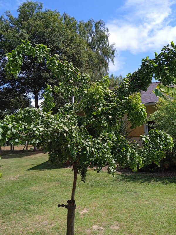 ROBINIA pseudoacacia 'Twisty baby'  (Robinier nain frisé) – Image 4