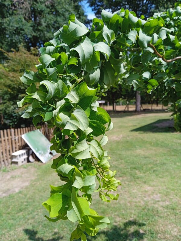 ROBINIA pseudoacacia 'Twisty baby'  (Robinier nain frisé) – Image 5