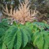 TETRAPANAX papyrifera – Image 5