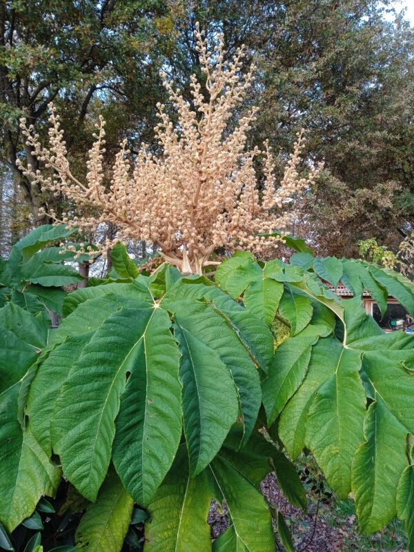 TETRAPANAX papyrifera – Image 5