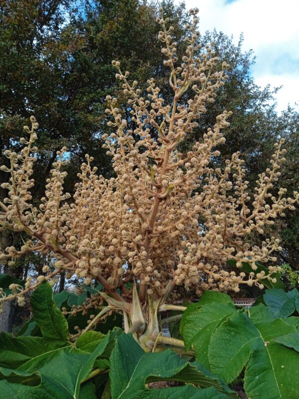 TETRAPANAX papyrifera – Image 6