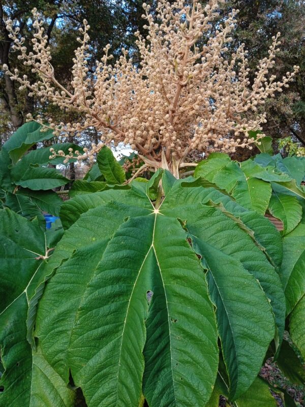 TETRAPANAX papyrifera – Image 7