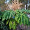 TETRAPANAX papyrifera – Image 8