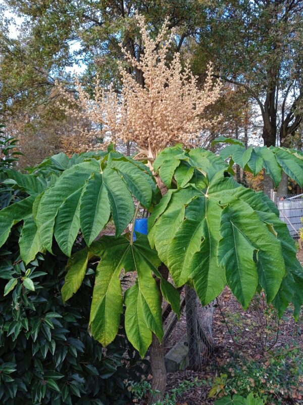 TETRAPANAX papyrifera – Image 8