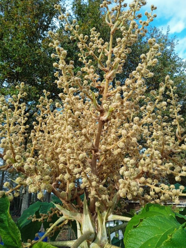 TETRAPANAX papyrifera – Image 9